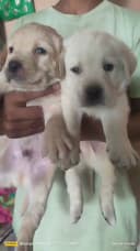 Manshi