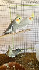 Karthik Aviary