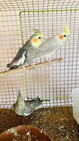 Karthik Aviary