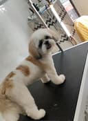 Manohar Kumar (Petspaathome)