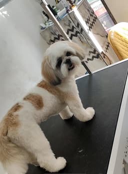 Manohar Kumar (Petspaathome)